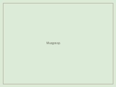 Musgos sp.