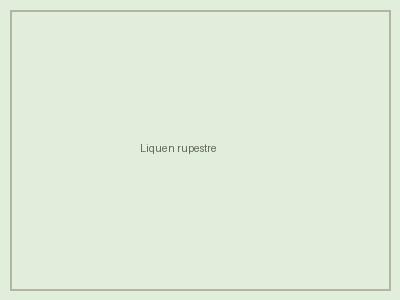 Liquen rupestre