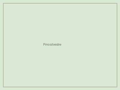 Pino silvestre