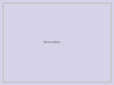 Rana arbórea