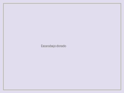 Escarabajo dorado