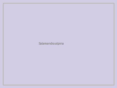 Salamandra alpina