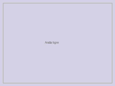 Araña tigre